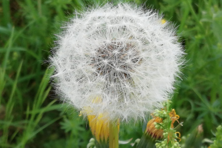 Pusteblume