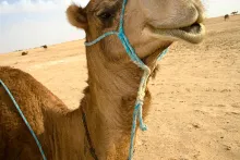 happy camel 1