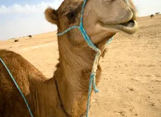 happy camel 1 (Foto: Andreas Berde)