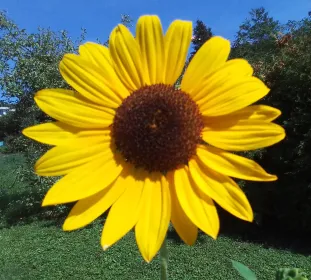 Sonnenblume (Foto: Katrin Morf Widmer)